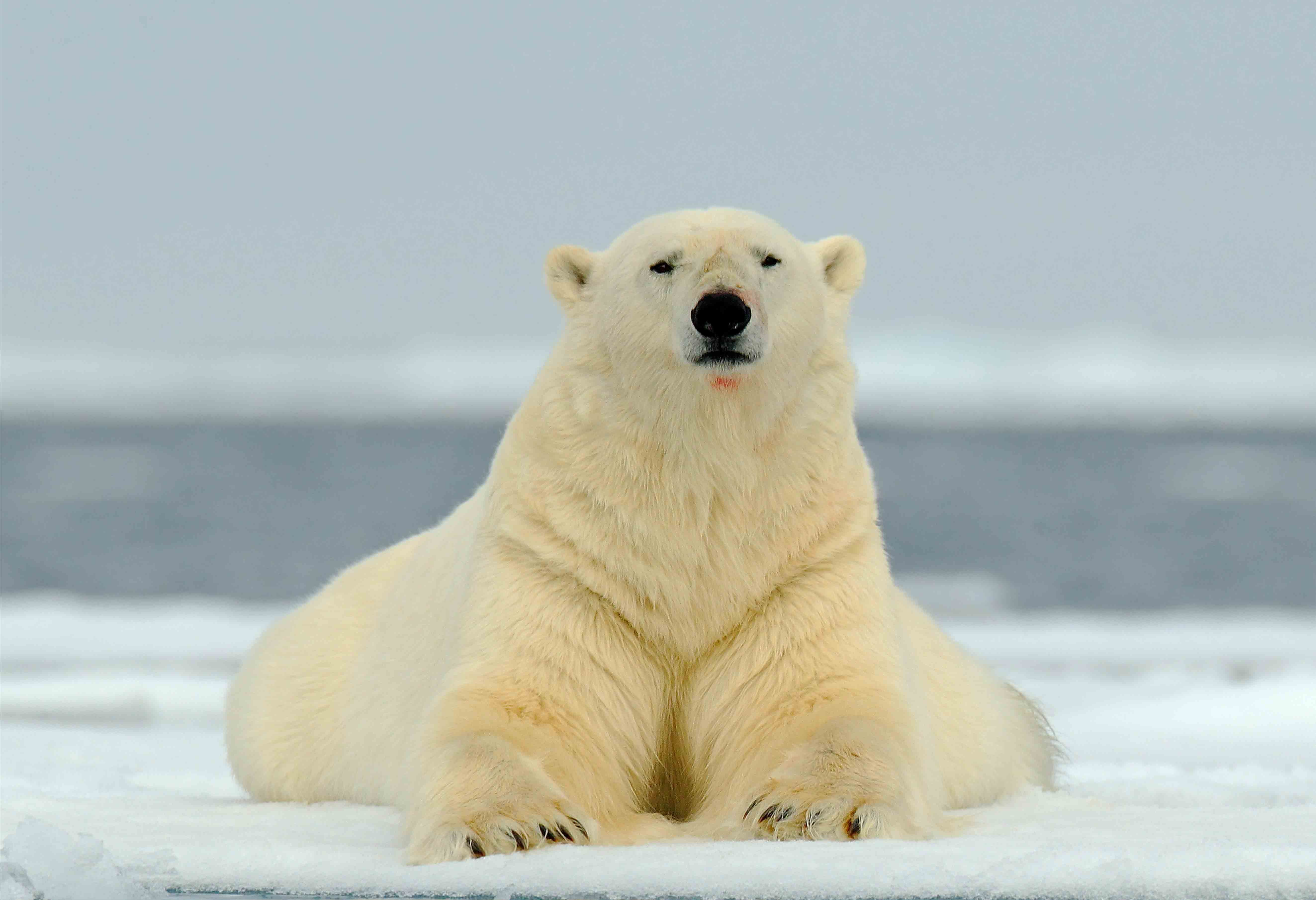 2024 Data Show Svalbard Polar Bears Fatter and More Numerous; + “Ice ...